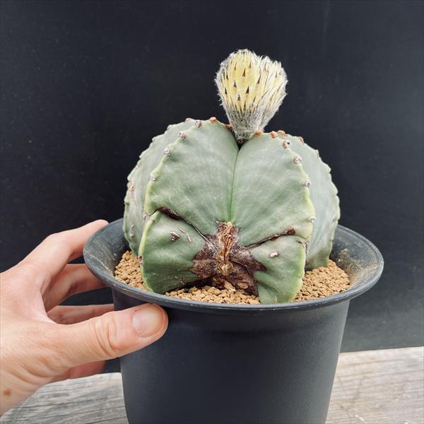 サボテン：アストロフィツム 肋骨碧瑠璃鸞鳳玉 実生*幅13cm 現品