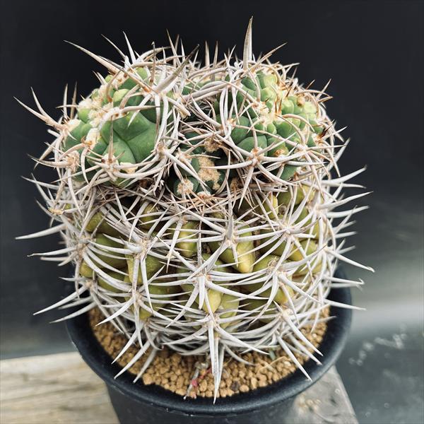☆特価☆サボテン：ギムノカリキウム フェロシオール*幅12cm 現品