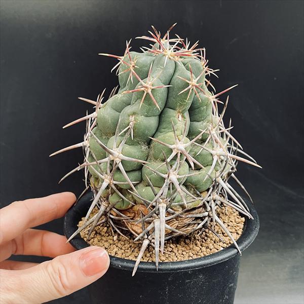 ☆特価☆サボテン：テロカクタス 紅鷹*幅9cm 現品！一品限り