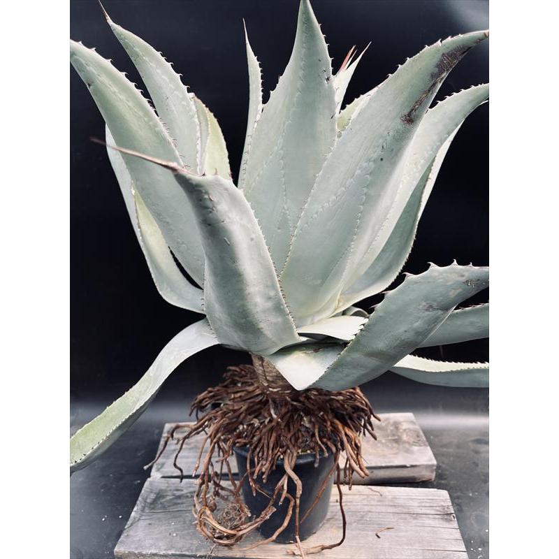 ☆特価☆多肉植物：アガベ 幹立ちナサビオラム*幅56cm 現品！一品
