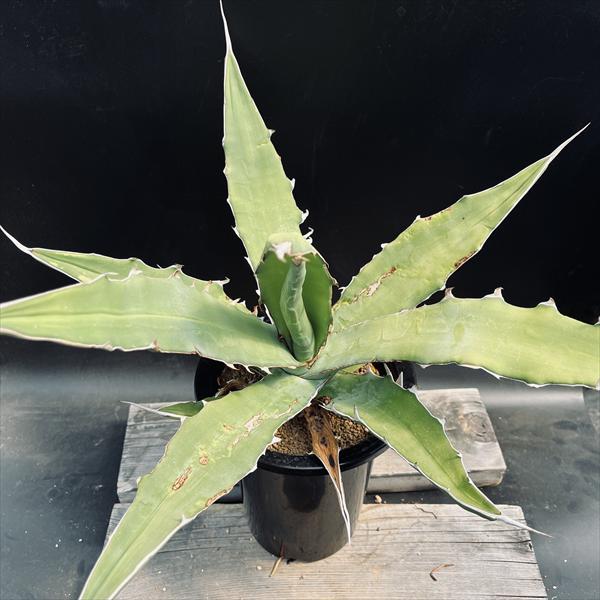 ☆特価☆多肉植物：アガベSP.*幅52cm 現品！一品限り : 遊恵盆栽