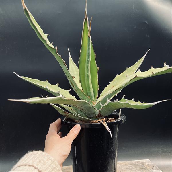 ☆特価☆多肉植物：アガベSP.*幅52cm 現品！一品限り : 遊恵盆栽