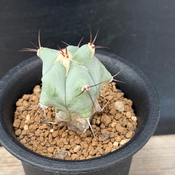 サボテン：エキノカクタス 巌（いわお）実生*幅3.5cm : 遊恵盆栽