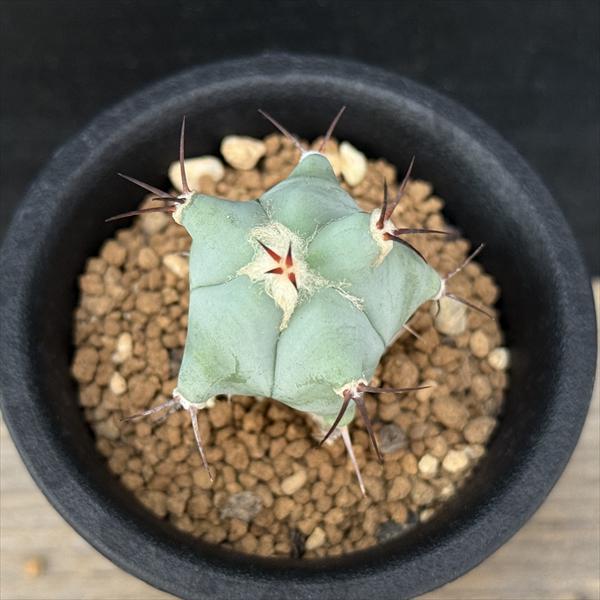 エキノカクタス　イワオ エキノカクタス・イワオ