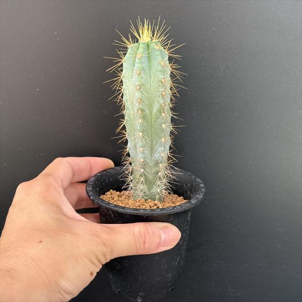 サボテン：ピロソケレウス アズレンシス 実生*幅3.5cm : 遊恵盆栽