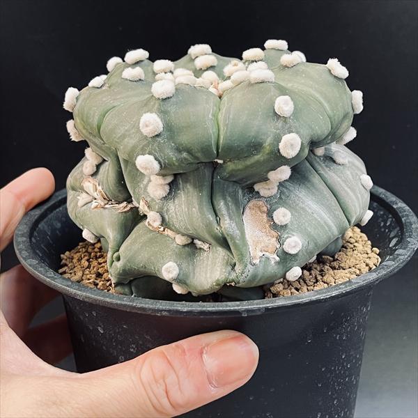 サボテン：アストロフィツム 瑠璃兜丸 ツギ*幅10cm 現品！一品限り