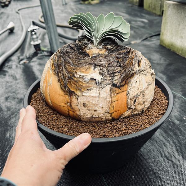 セール！！！　ブーファン　ハエマンソイデス　塊根幅約20センチ！ ☆特価☆コーデックス：ブーファン ハエマンソイデス*塊幅20cm