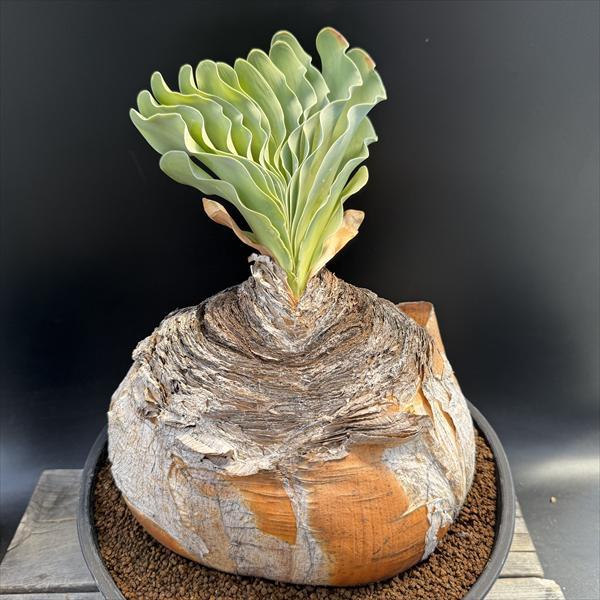 ブーファン　ハエマンソイデス　6 ブーファン・ハエマンソイデス 6 Boophane Haemanthoides | Sun・