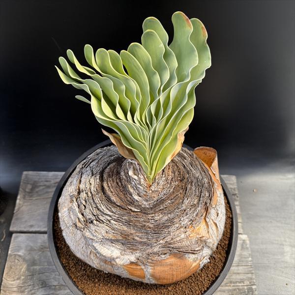 f*u様 オークション！ 特大 ブーファン ハエマンソイデス 現地株 現地球 塊 2025年最新】ブーファン ハエマンソイデスの人気アイテム - メルカリ