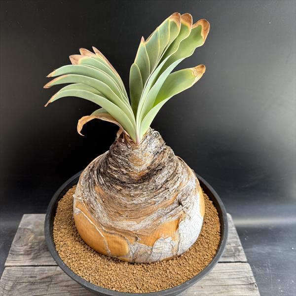 セール！！！ ブーファン ハエマンソイデス 塊根幅約20センチ！ 【公式