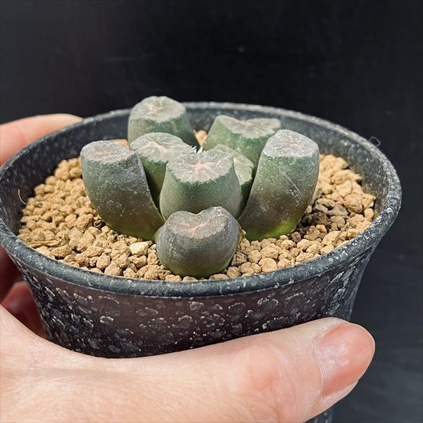 ☆特価☆多肉植物：ハオルチア 万象 舞姫*幅6cm 現品！一品限り