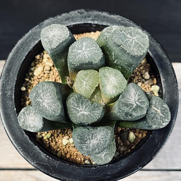 ☆特価☆多肉植物：ハオルチア 船橋万象 アイスオーロラ*幅8.5cm