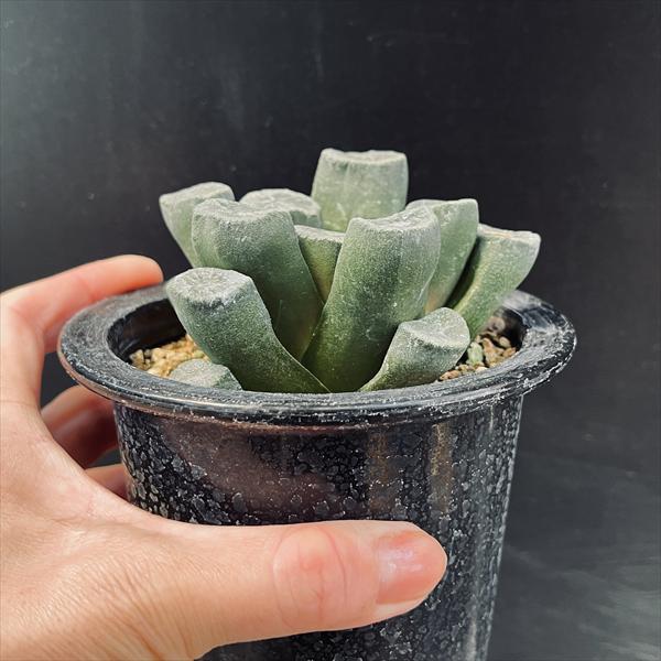 ☆特価☆多肉植物：ハオルチア 船橋万象 アイスオーロラ*幅8.5cm