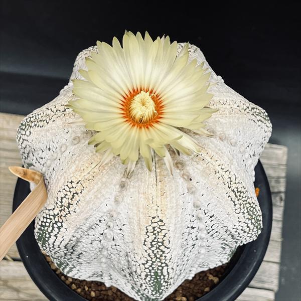 HARPOサボテン型ブローチ Harpo ブローチ 「HARPO」シルバーブローチ サボテン 銀製