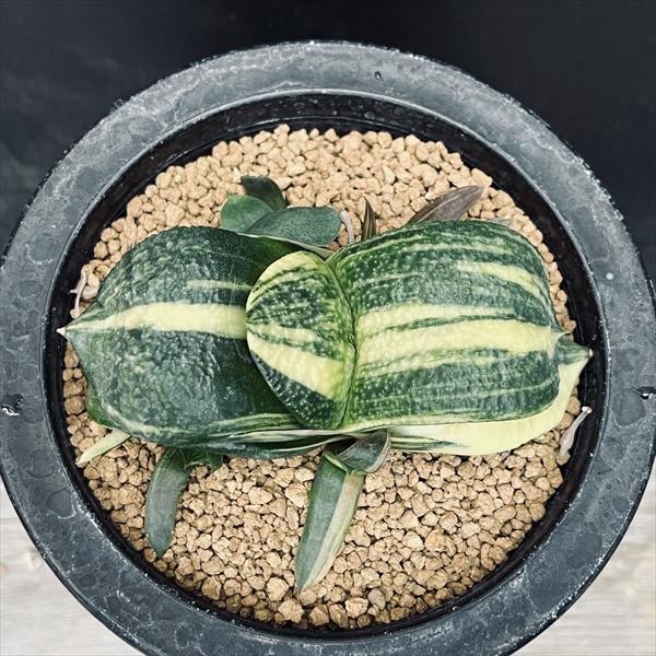 多肉植物：ガステリア 臥牛 昇竜錦*幅9cm 現品！一品限り : 遊恵盆栽
