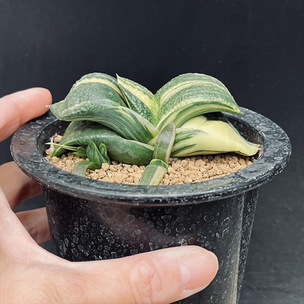 多肉植物：ガステリア 臥牛 昇竜錦*幅9cm 現品！一品限り : 遊恵盆栽