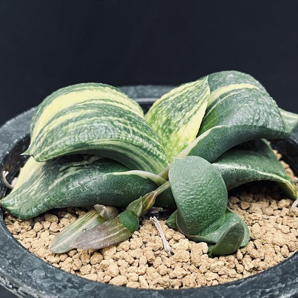 多肉植物：ガステリア 臥牛 昇竜錦*幅9cm 現品！一品限り : 遊恵盆栽