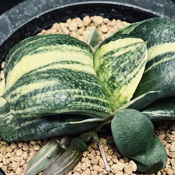 多肉植物：ガステリア 臥牛 昇竜錦*幅9cm 現品！一品限り : 遊恵盆栽