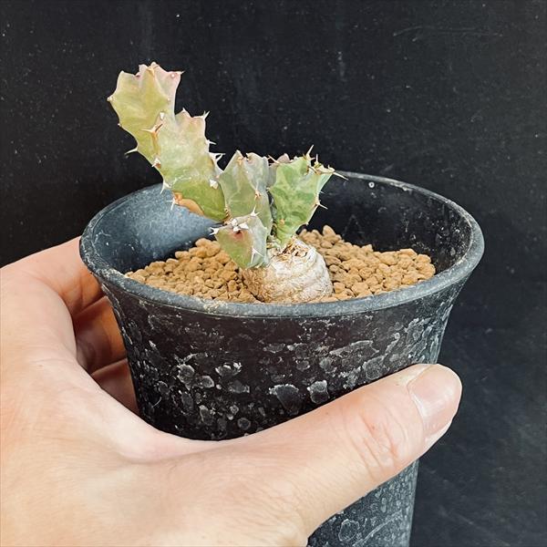 コーデックス：ユーフォルビア トルチラマ*葉幅5cm 現品！一品限り