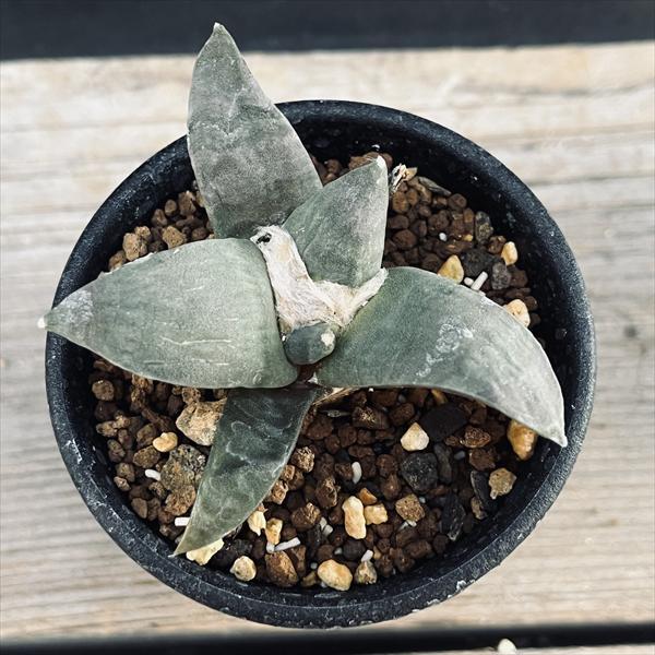 アリオカルプス 青磁モンスト 多肉植物 アリオカルプス 青磁牡丹モンストローサ | 叢 – くさむら – Qusamura