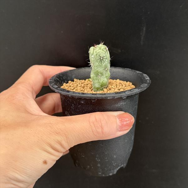 サボテン オルテゴカクタス マクドガリー　1点　多肉植物　観葉植物 オルテゴカクタス属のサボテン・マクドガリーをStandard