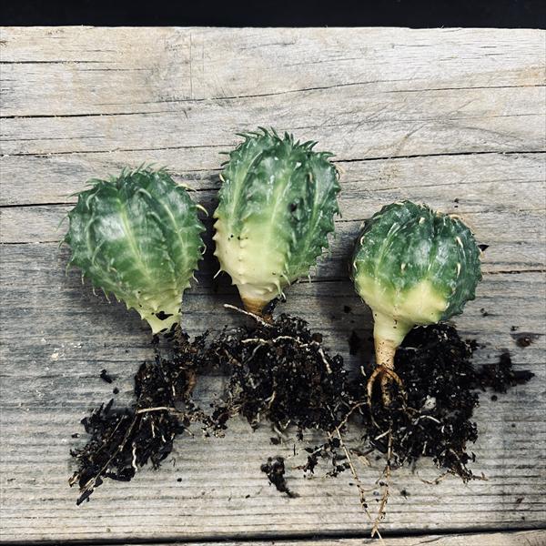 ☆特価☆多肉植物：ユーフォルビア バリダ 抜き苗 20個セット*幅2.2