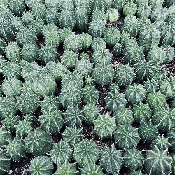 おまとめ ユーフォルビア バリダ　実生　抜き苗 ☆特価☆多肉植物：ユーフォルビア バリダ 抜き苗 20個セット*幅2.2
