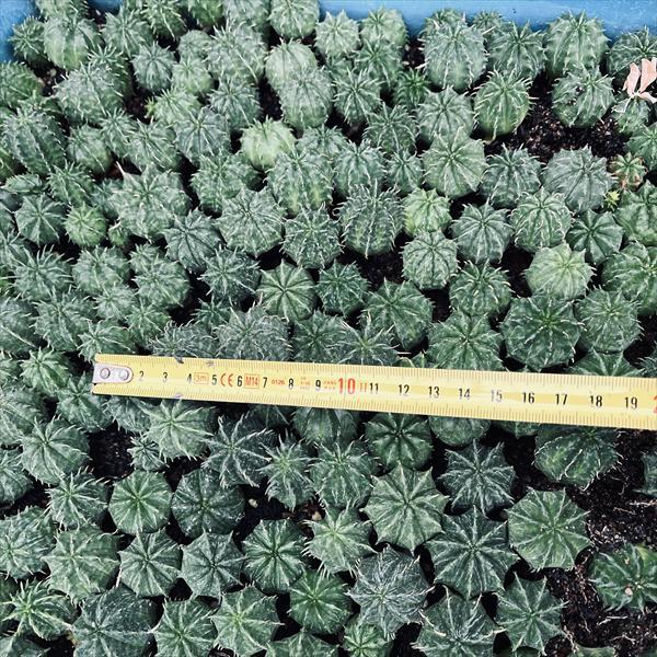 ☆特価☆多肉植物：ユーフォルビア バリダ 抜き苗 20個セット*幅2.2