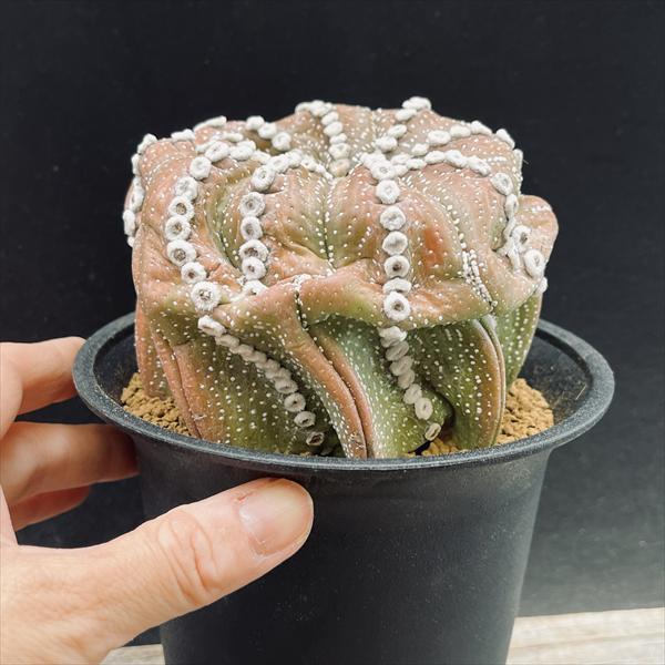 サボテン：アストロフィツム 連星兜丸 自根*幅11cm 現品！一品