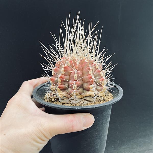 サボテン：ギムノカリキウム*幅8cm 現品！一品限り : 遊恵盆栽 Yahoo