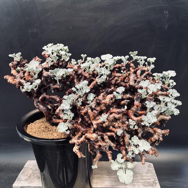 ペラルゴニウム　ミラビレ ☆特価☆コーデックス：ペラルゴニウム ミラビレ*幅39cm 現品！一品