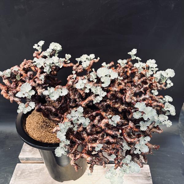 ☆特価☆コーデックス：ペラルゴニウム ミラビレ*幅39cm 現品