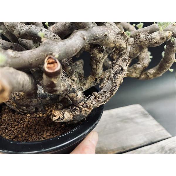 ☆特価☆コーデックス：サルコカウロン ムルチフィズム 発根済