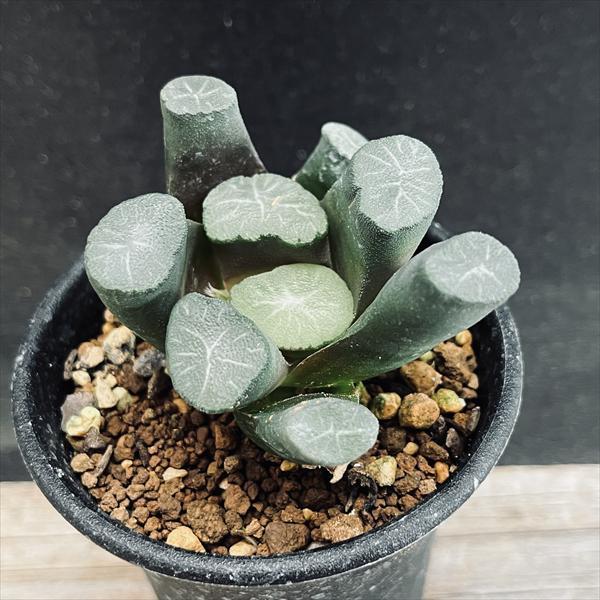 多肉植物：ハオルチア 万象 Y17 3×1*幅5.5cm : 遊恵盆栽 Yahoo!店
