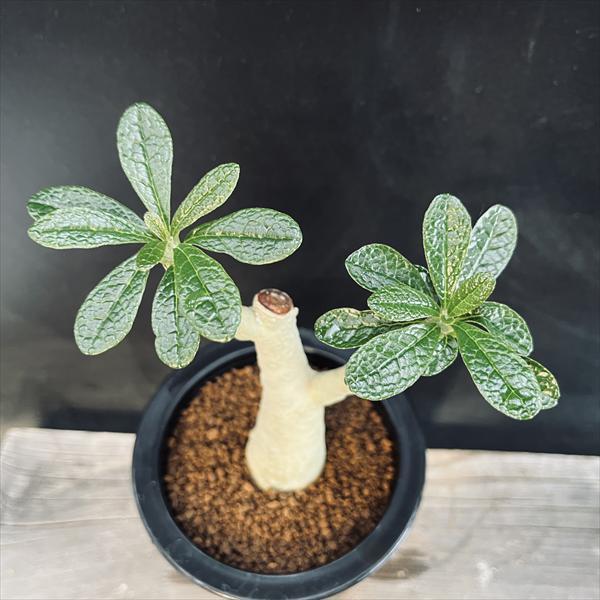 ドルステニアギガス36.パキプス② ドルステニアギガス36.パキプス② ドルステニアギガス36