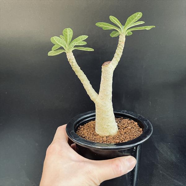 ドルステニアギガス36.パキプス② ドルステニアギガス36.パキプス② ドルステニアギガス36