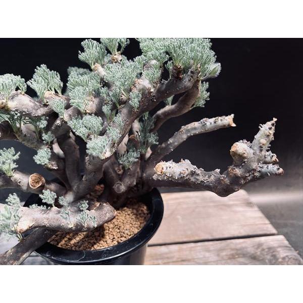 サルコカウロン　ムルチフィズム 250826 25 サルコカウロン ムルチフィズム 250826 25 Sarcocaulon