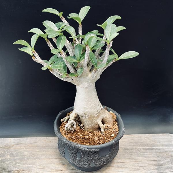 2026年3月】アデニウム（観葉植物）のおすすめ人気ランキング - Yahoo