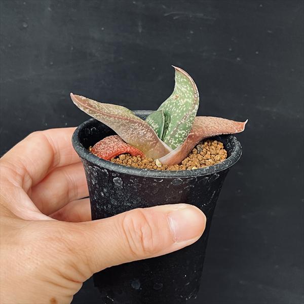 ガステリア エクセレサ 子株1つ付き 6号菊鉢 多肉植物：ガステリア エクセルサ*S 幅7cm ☆赤松実生 : 遊恵盆栽