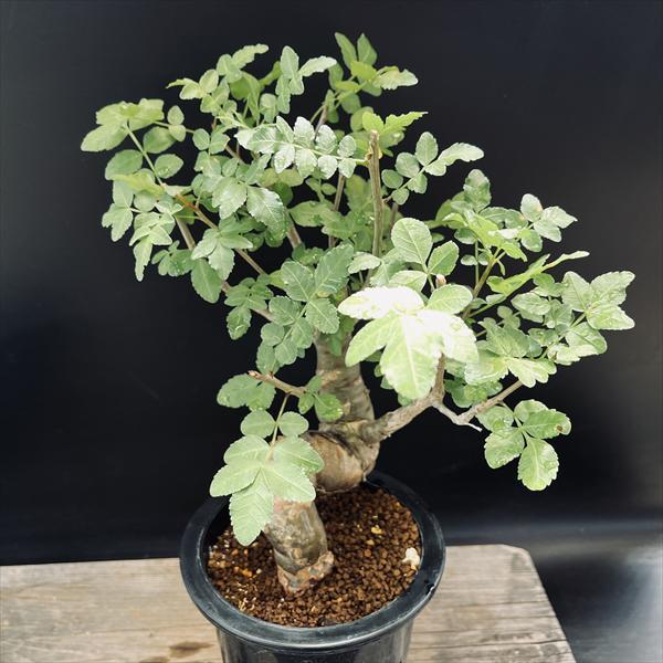 コーデックス：ブルセラ ファガロイデス*葉幅24cm ☆I氏実生 現品