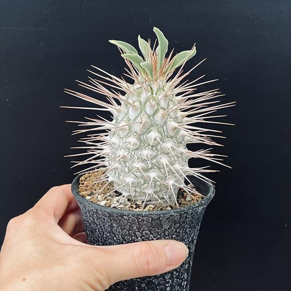 ☆特価☆コーデックス：パキポディウム 光堂*塊根幅10cm（とげ含む）I