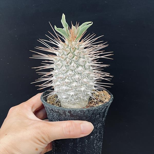 ☆特価☆コーデックス：パキポディウム 光堂*塊根幅10cm（とげ含む）I