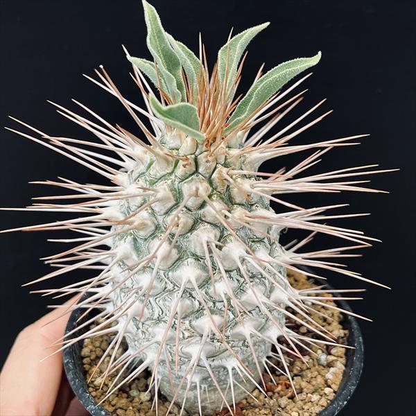 コーデックス 多肉 サボテン 実生 【大株】パキポディウム 塊根 塊根幅1.2cm 実生*S マカイエンセ コーデックス：パキポディウム 灌木 塊根植物・コーデックス