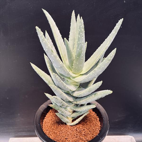 多肉植物：アロインドロン（アロエ） ピランシー 国内実生*幅15.5cm