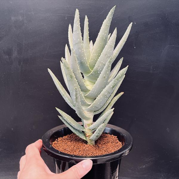 多肉植物：アロインドロン（アロエ） ピランシー 国内実生*幅15.5cm