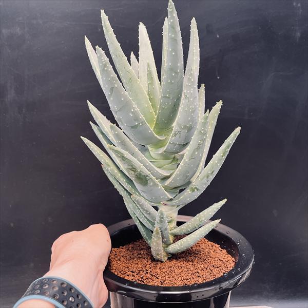 特選1 アロエ アンカラネンシス（実生苗） 特選1 アロエ アンカラネン