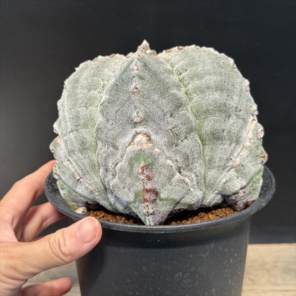 サボテン：アストロフィツム 肋骨ストロンギ鸞鳳玉 実生*幅15cm 現品