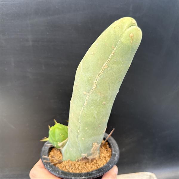 成程柱　珍宝閣　トリコケレウス サボテン：トリコケレウス 珍宝閣 なるほど柱*幅5cm 現品