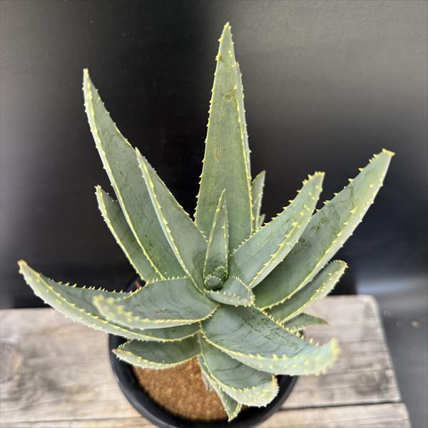 種20粒 アロエ ピランシー 20粒 アロエ・ピランシー Aloe pillansii 種子