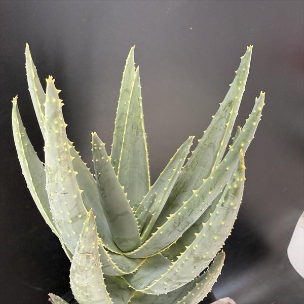 多肉植物：アロインドロン（アロエ） ピランシー 国内実生*幅